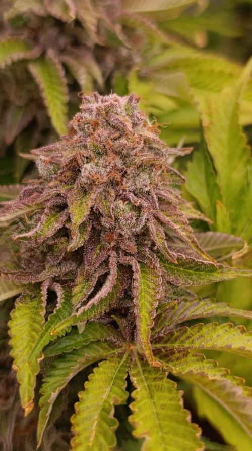 Isla Mirage Xpertnutrients. Week 15