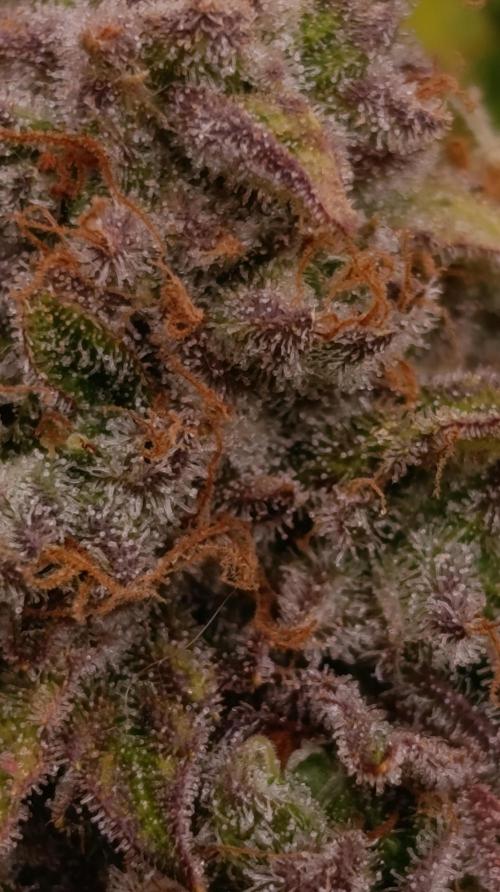 Isla Mirage Xpertnutrients. Week 15