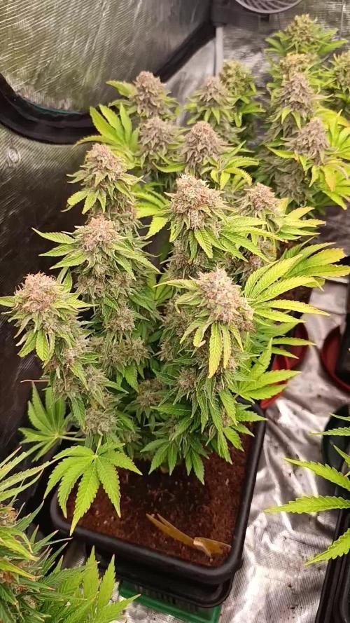 Isla Mirage Xpertnutrients