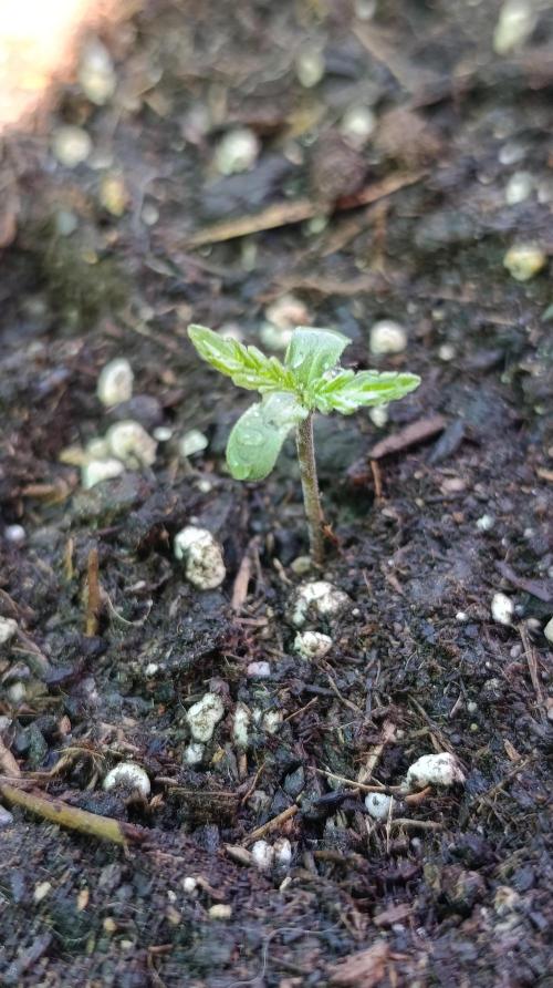 Permanent Marker XXL Auto. Week 1