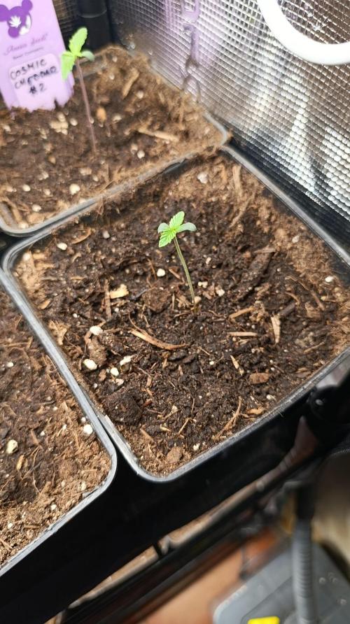 Z42 Limited Edition. Week 1