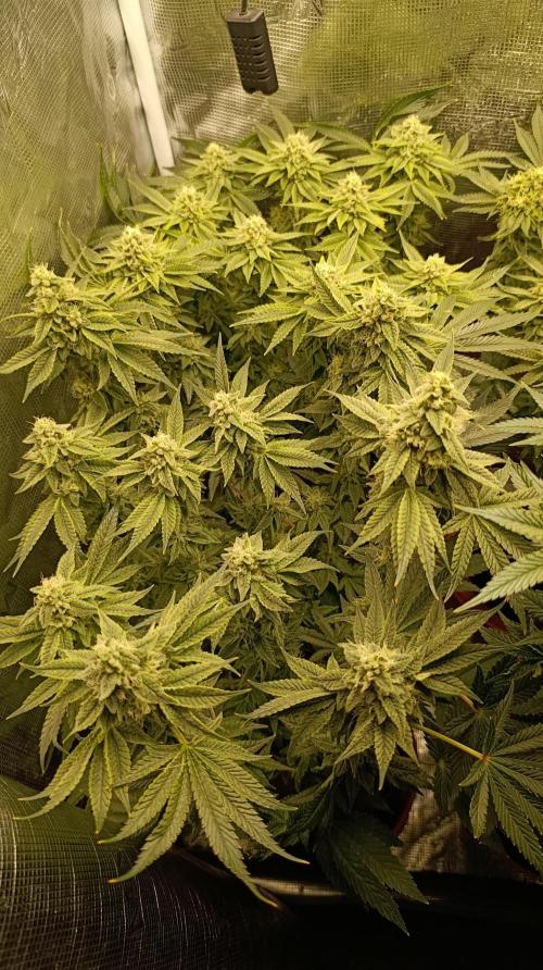 Zour MelonZ Test & Xpertnutrients. Week 13
