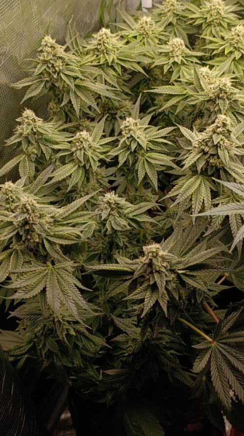 Zour MelonZ Test & Xpertnutrients. Week 13