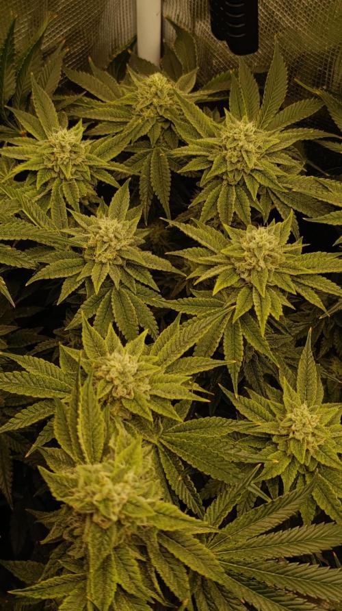 Zour MelonZ Test & Xpertnutrients. Week 13