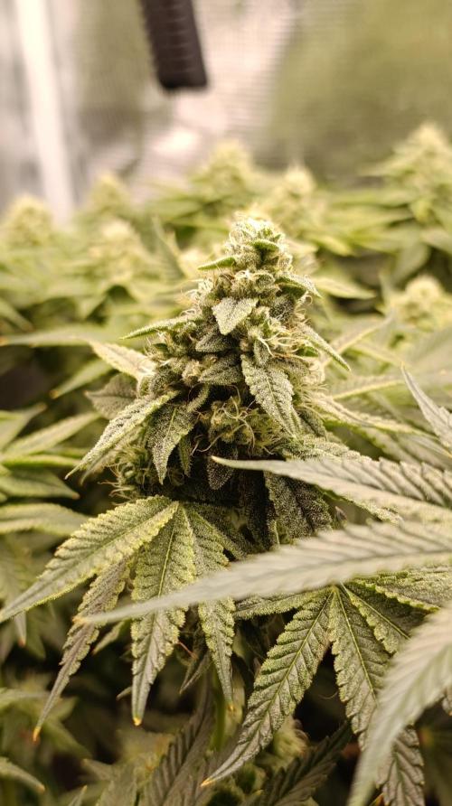 Zour MelonZ Test & Xpertnutrients. Week 13
