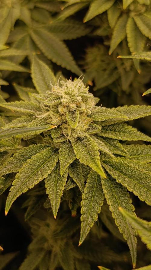 Zour MelonZ Test & Xpertnutrients. Week 13