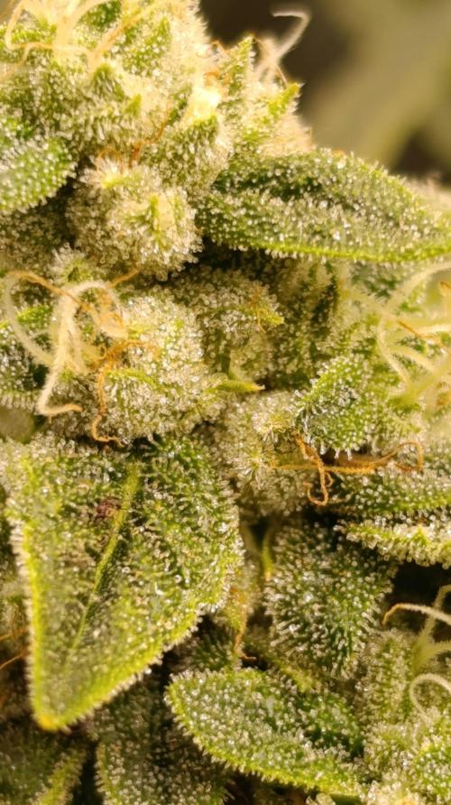 Zour MelonZ Test & Xpertnutrients. Week 13