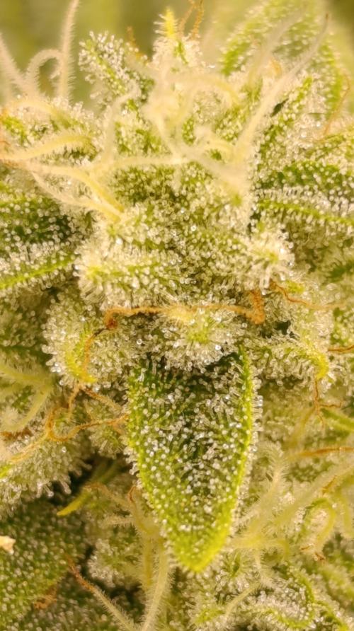 Zour MelonZ Test & Xpertnutrients. Week 13