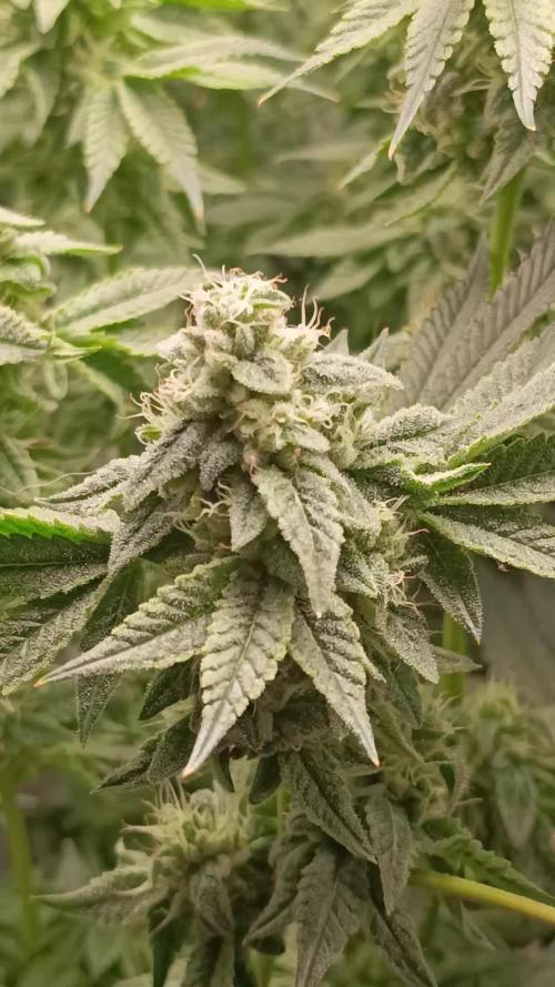 Zour MelonZ Test & Xpertnutrients