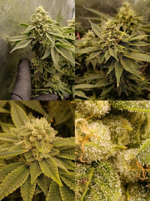 Zour MelonZ Test & Xpertnutrients. Week 13