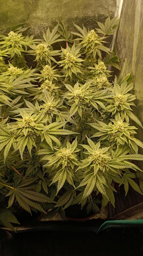GokuZ OG Test & Marshydro. Week 13