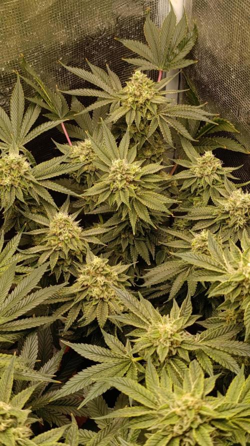 GokuZ OG Test & Marshydro. Week 13