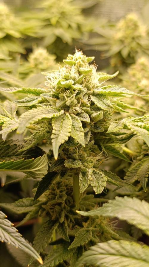 GokuZ OG Test & Marshydro. Week 13