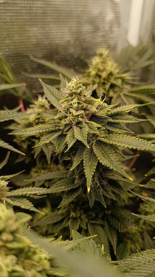 GokuZ OG Test & Marshydro. Week 13
