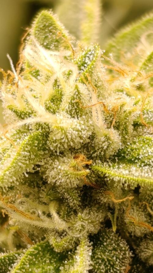 GokuZ OG Test & Marshydro. Week 13