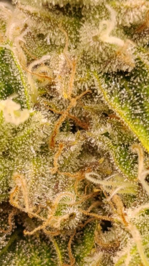 GokuZ OG Test & Marshydro. Week 13