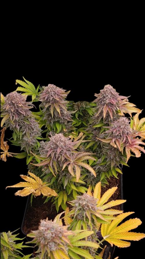 Isla Mirage Xpertnutrients. Week 16