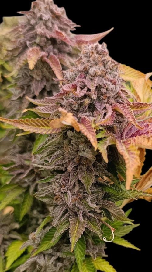 Isla Mirage Xpertnutrients. Week 16