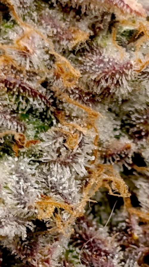 Isla Mirage Xpertnutrients. Week 16
