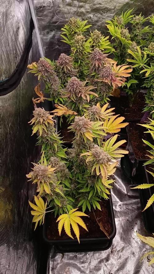 Isla Mirage Xpertnutrients