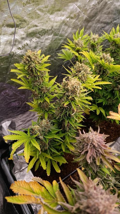 Grape Ape Marshydro. Week 16