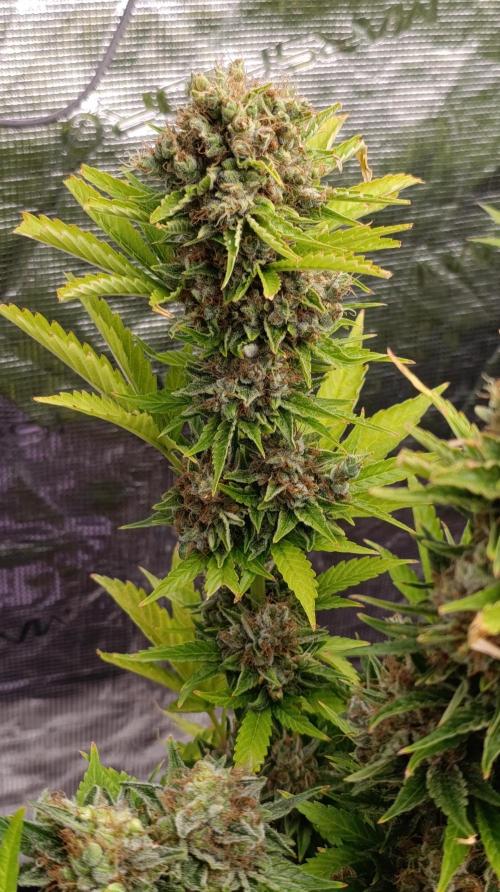 Grape Ape Marshydro. Week 16