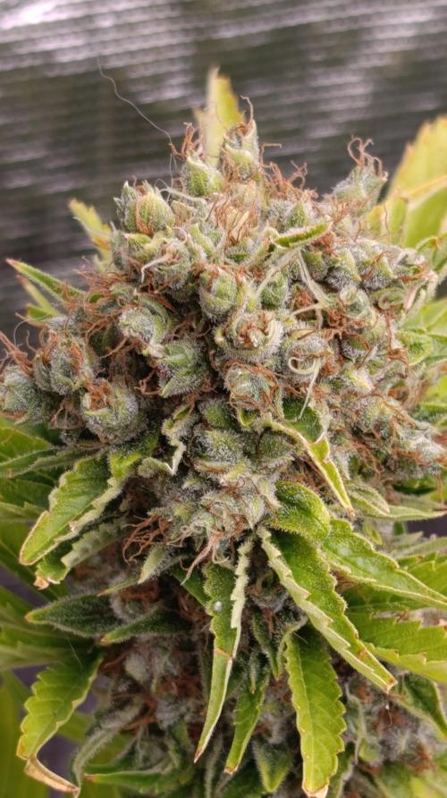 Grape Ape Marshydro. Week 16