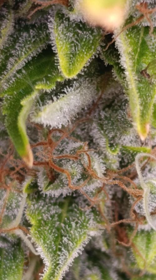 Grape Ape Marshydro. Week 16