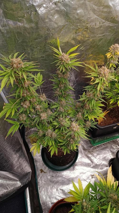 Sundae Driver Marshydro. Week 15