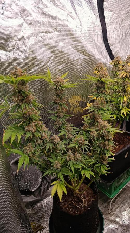 Sundae Driver Marshydro. Week 15