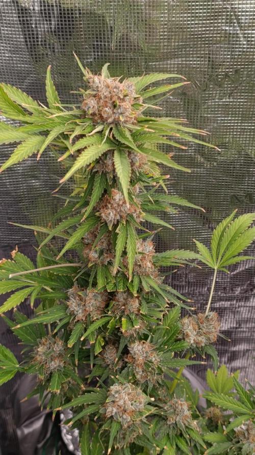 Sundae Driver Marshydro. Week 15