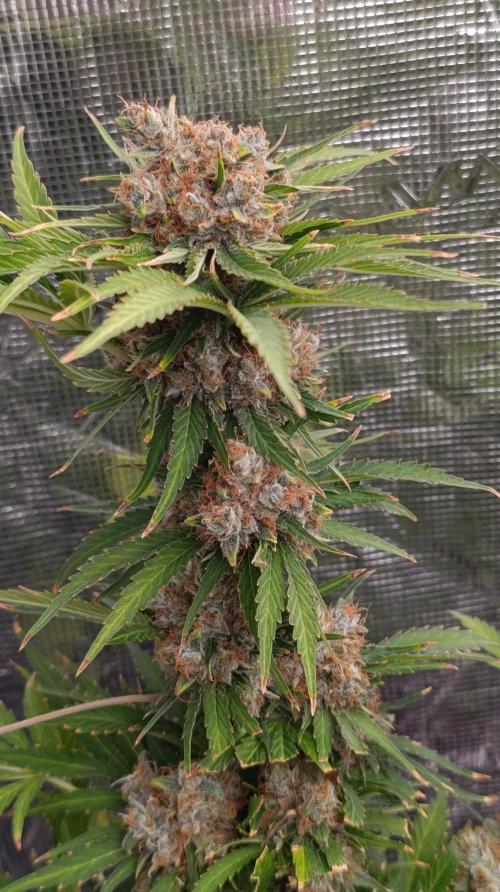 Sundae Driver Marshydro. Week 15