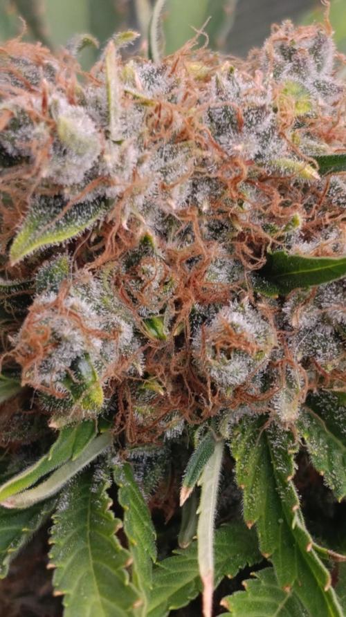Sundae Driver Marshydro. Week 15