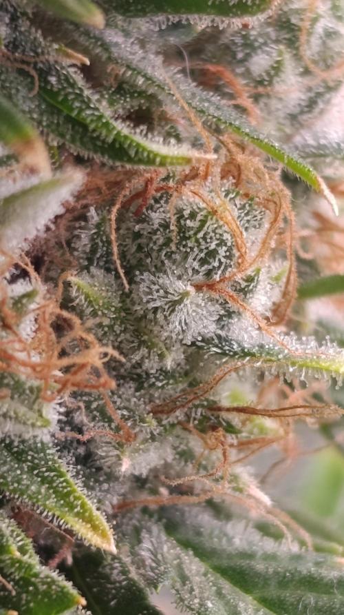 Sundae Driver Marshydro. Week 15