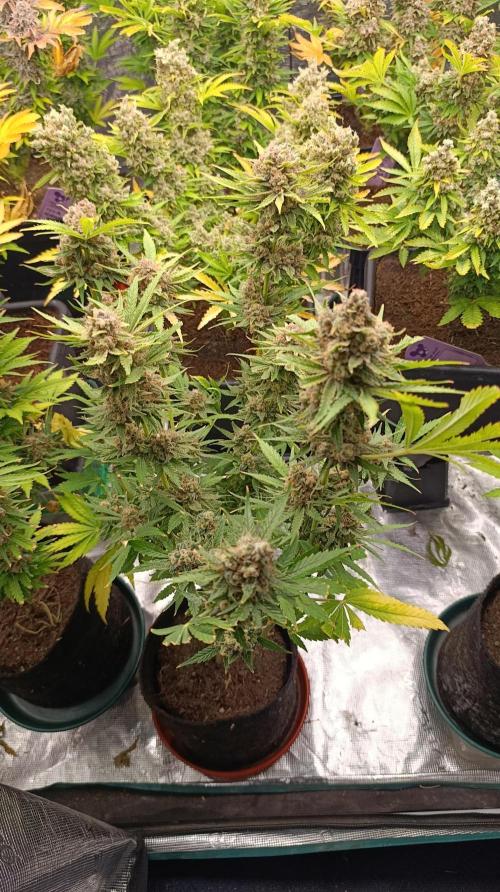 Banana Fumes. Week 15