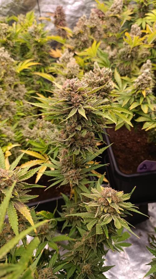Banana Fumes. Week 15