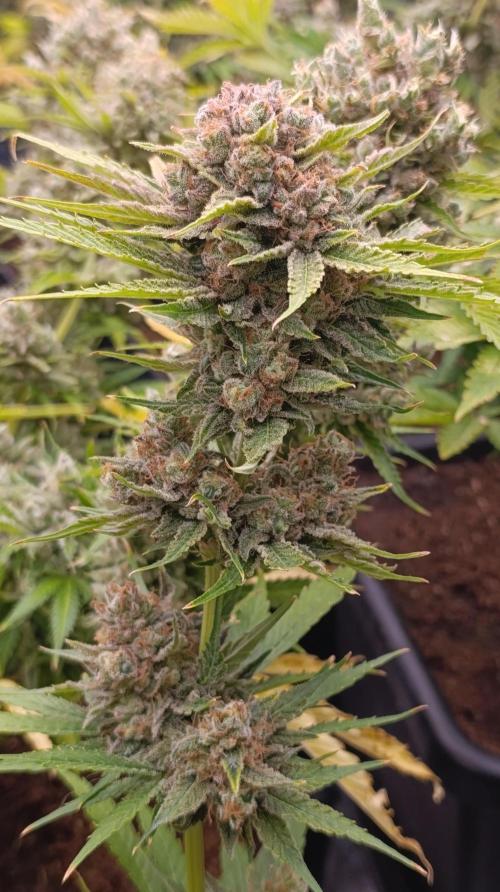Banana Fumes. Week 15