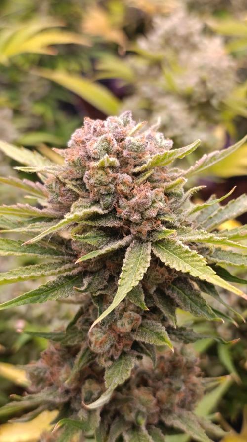Banana Fumes. Week 15