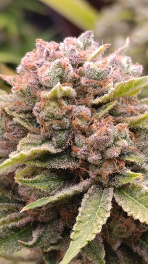 Banana Fumes. Week 15