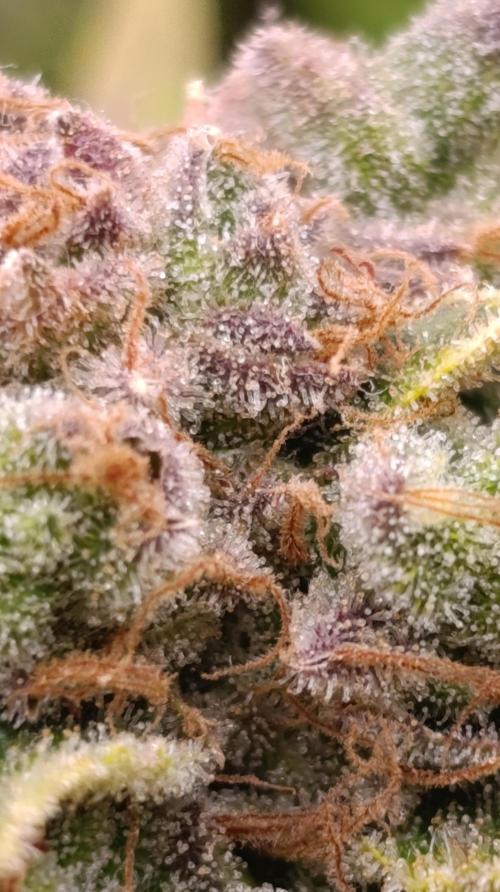 Banana Fumes. Week 15