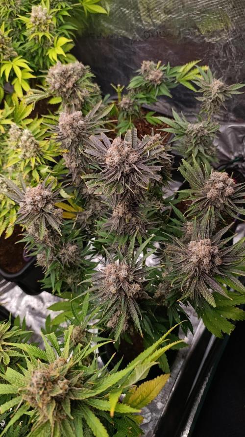 Zingatsu Xpertnutrients. Week 15