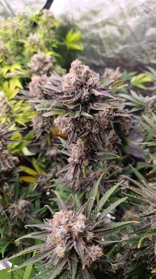 Zingatsu Xpertnutrients. Week 15