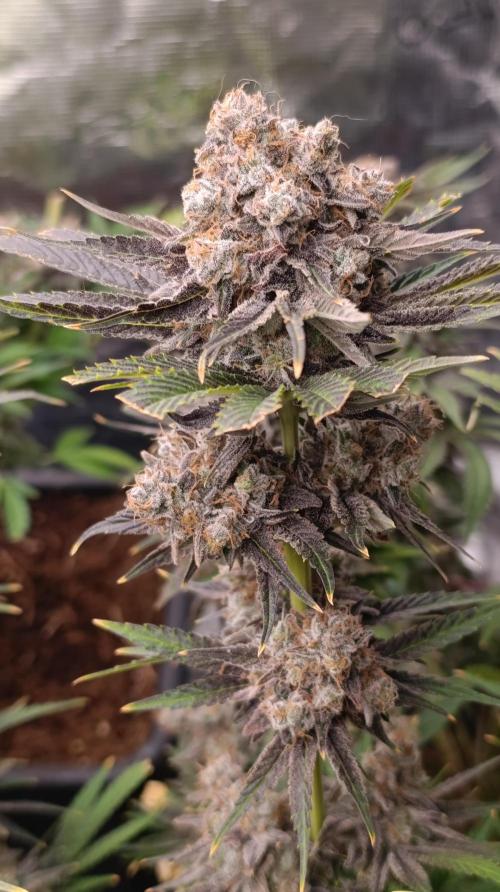 Zingatsu Xpertnutrients. Week 15