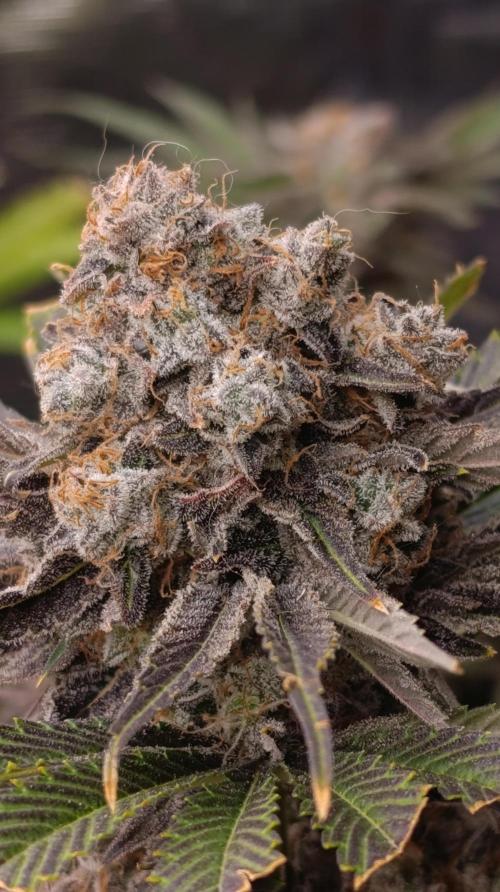 Zingatsu Xpertnutrients. Week 15