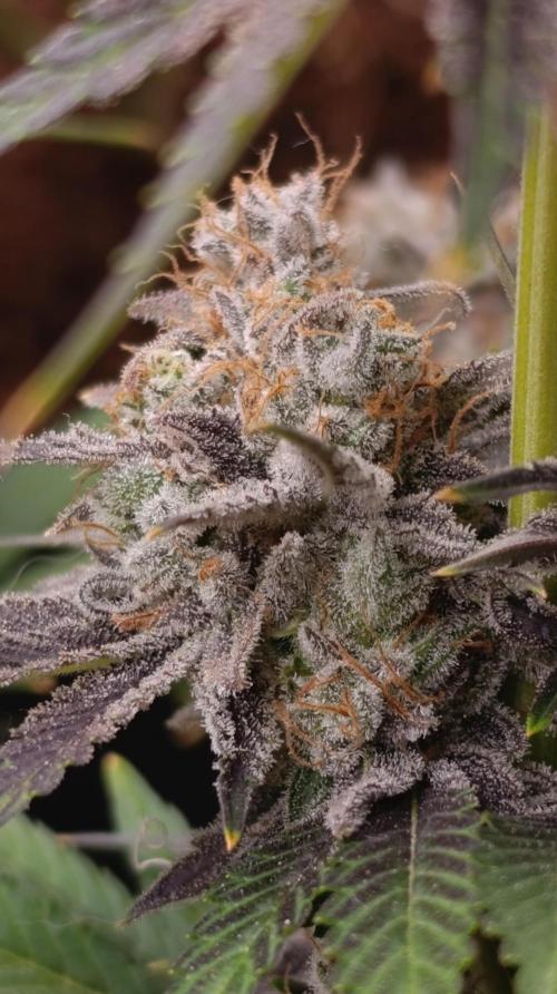 Zingatsu Xpertnutrients. Week 15