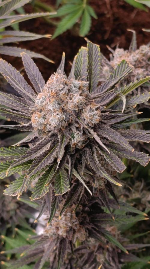 Zingatsu Xpertnutrients. Week 15