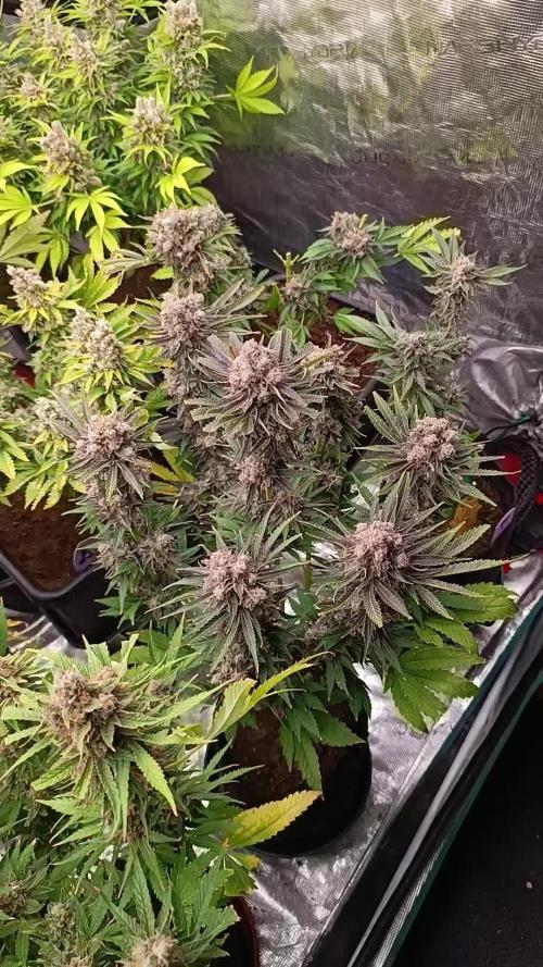 Zingatsu Xpertnutrients