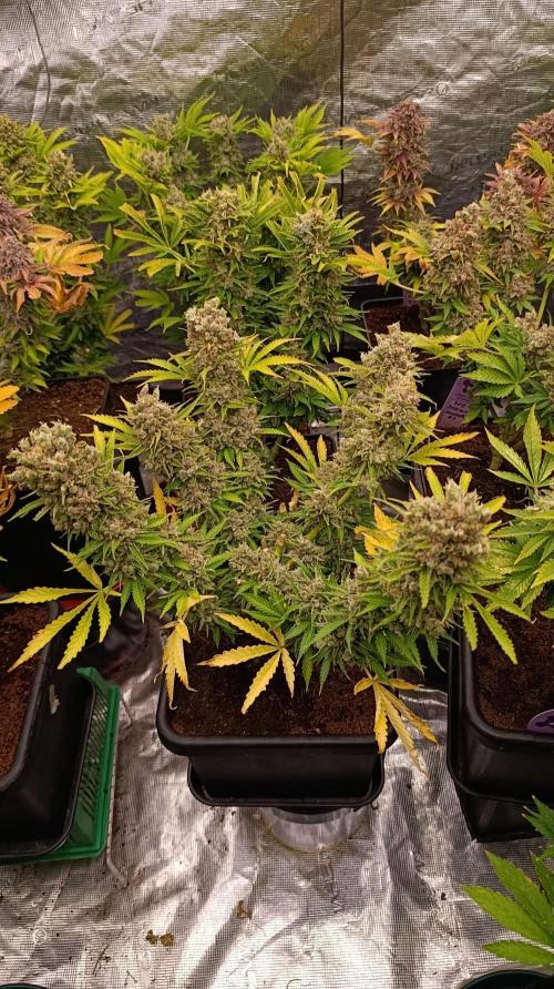 Privileged Baddie Xpertnutrients. Week 16