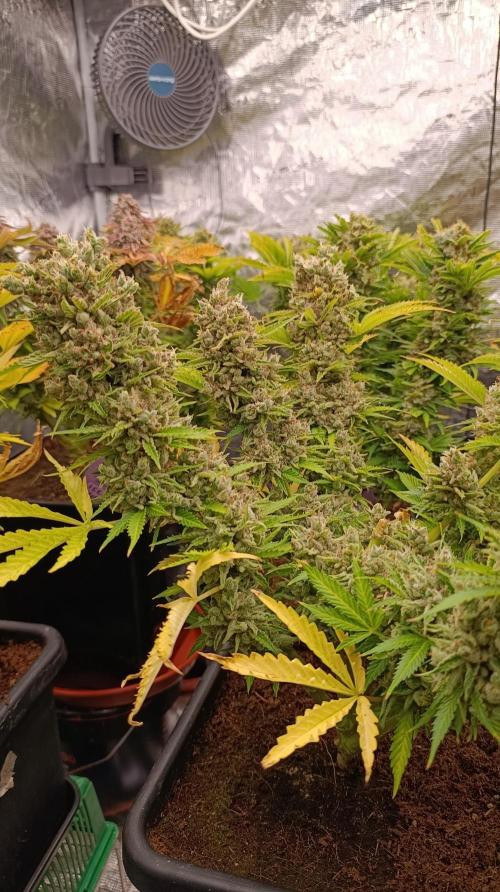 Privileged Baddie Xpertnutrients. Week 16