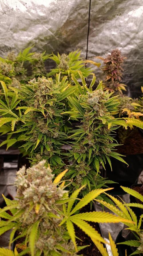 Privileged Baddie Xpertnutrients. Week 16